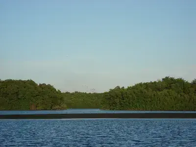 The Swamp and Red Ibiz